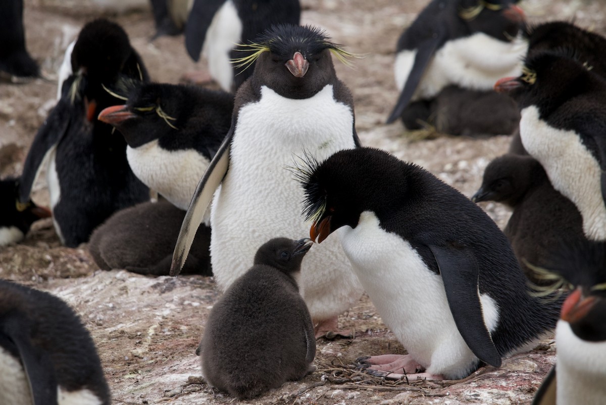 Macaroni x Western Rockhopper Penguin (hybrid) - eBird