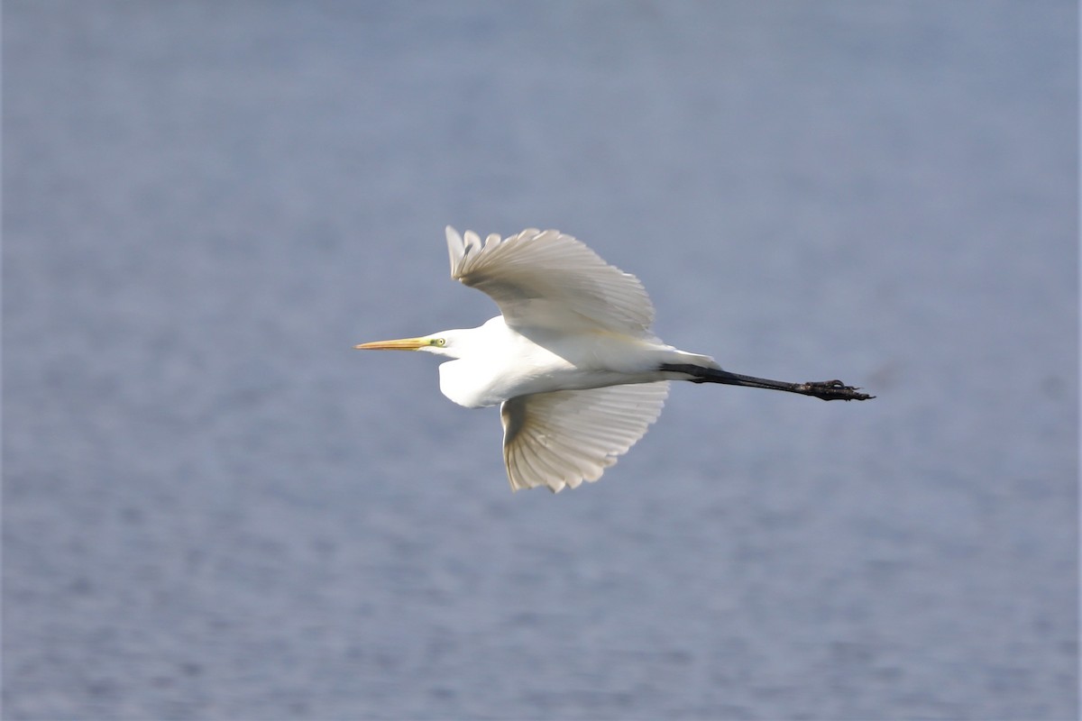 Great Egret - Leonardo Rassu