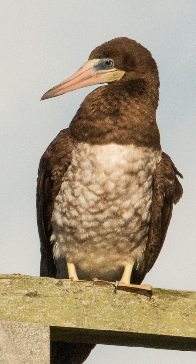 Brown Booby - Barry McKenzie