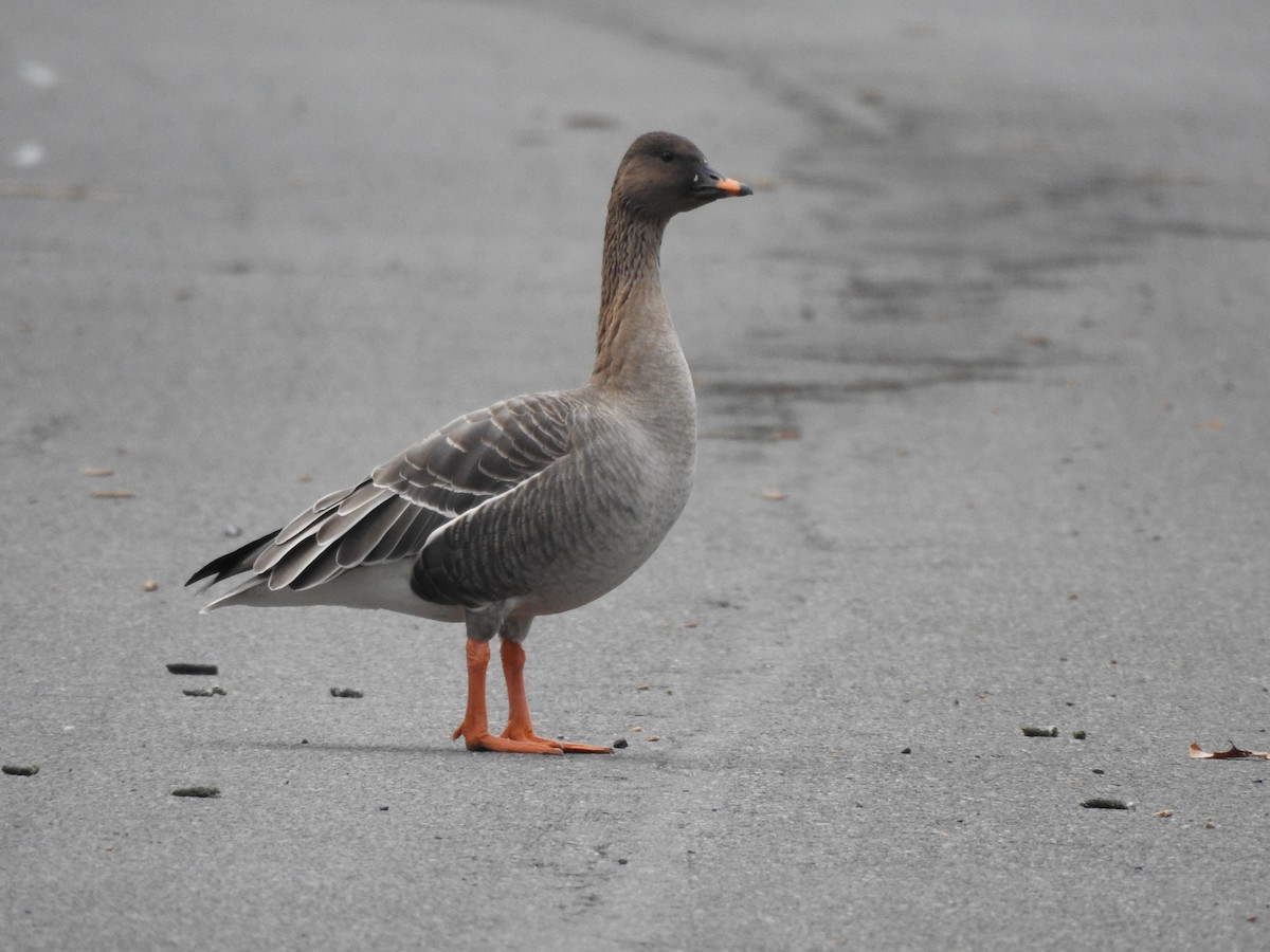 Tundra Bean-Goose - ML296768931