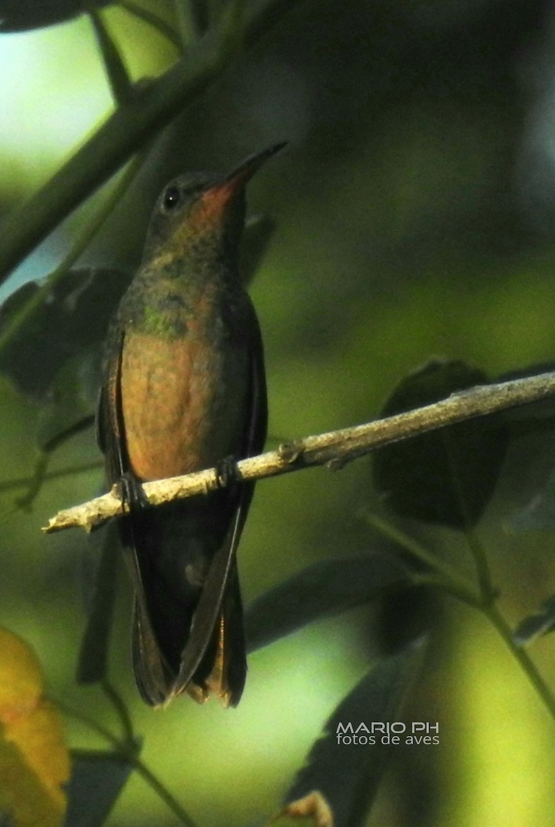 Gilded Hummingbird - Mario Casadei