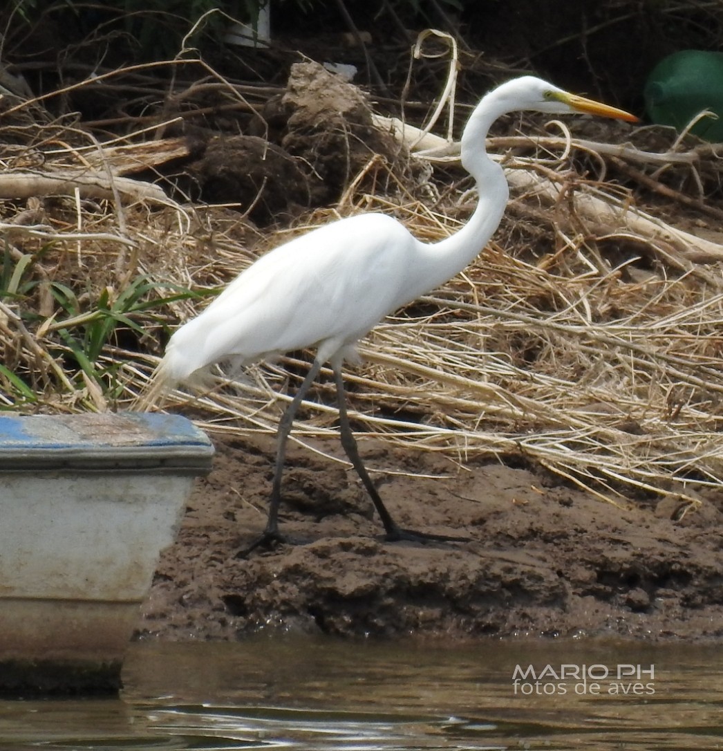 Great Egret - ML296769811