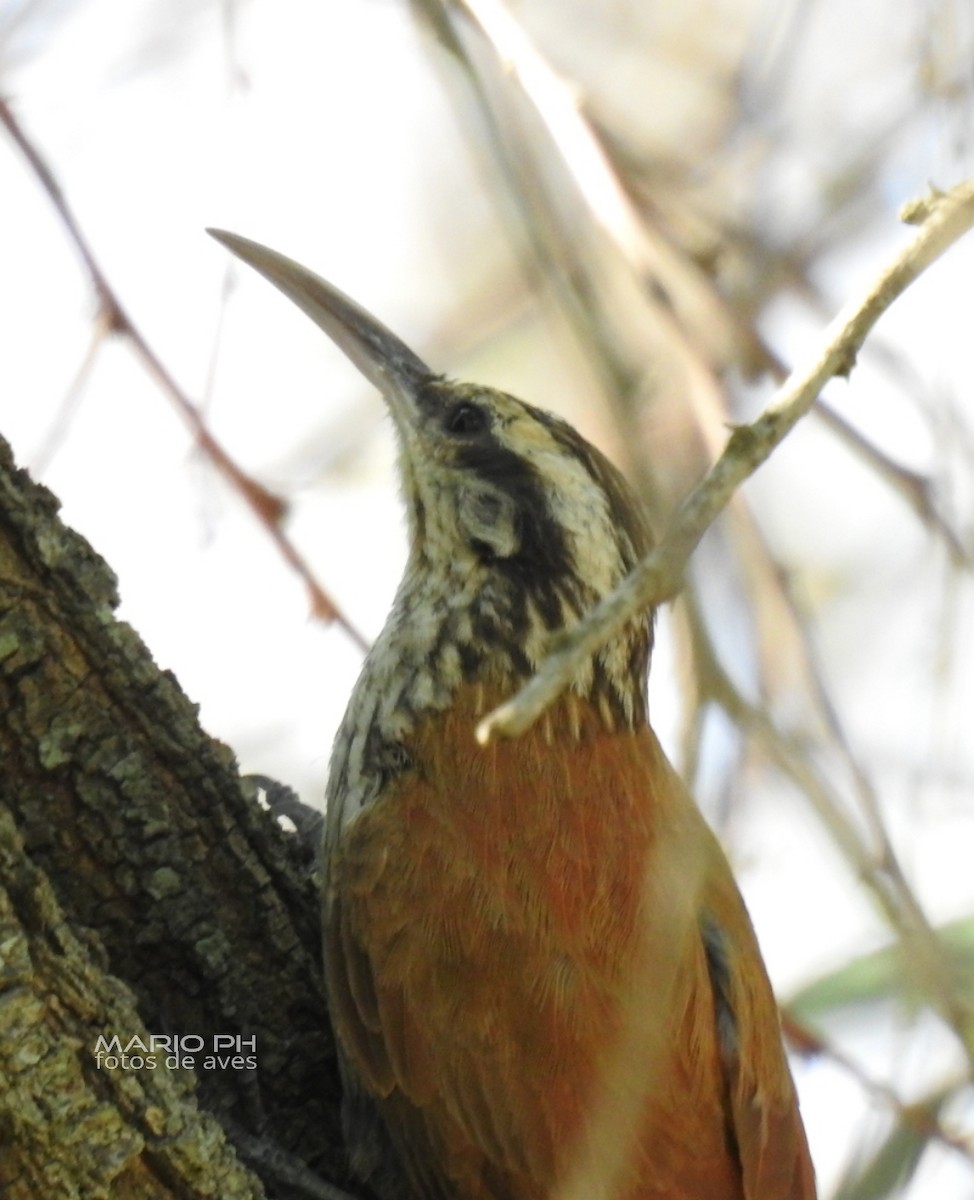 Narrow-billed Woodcreeper - ML296770151