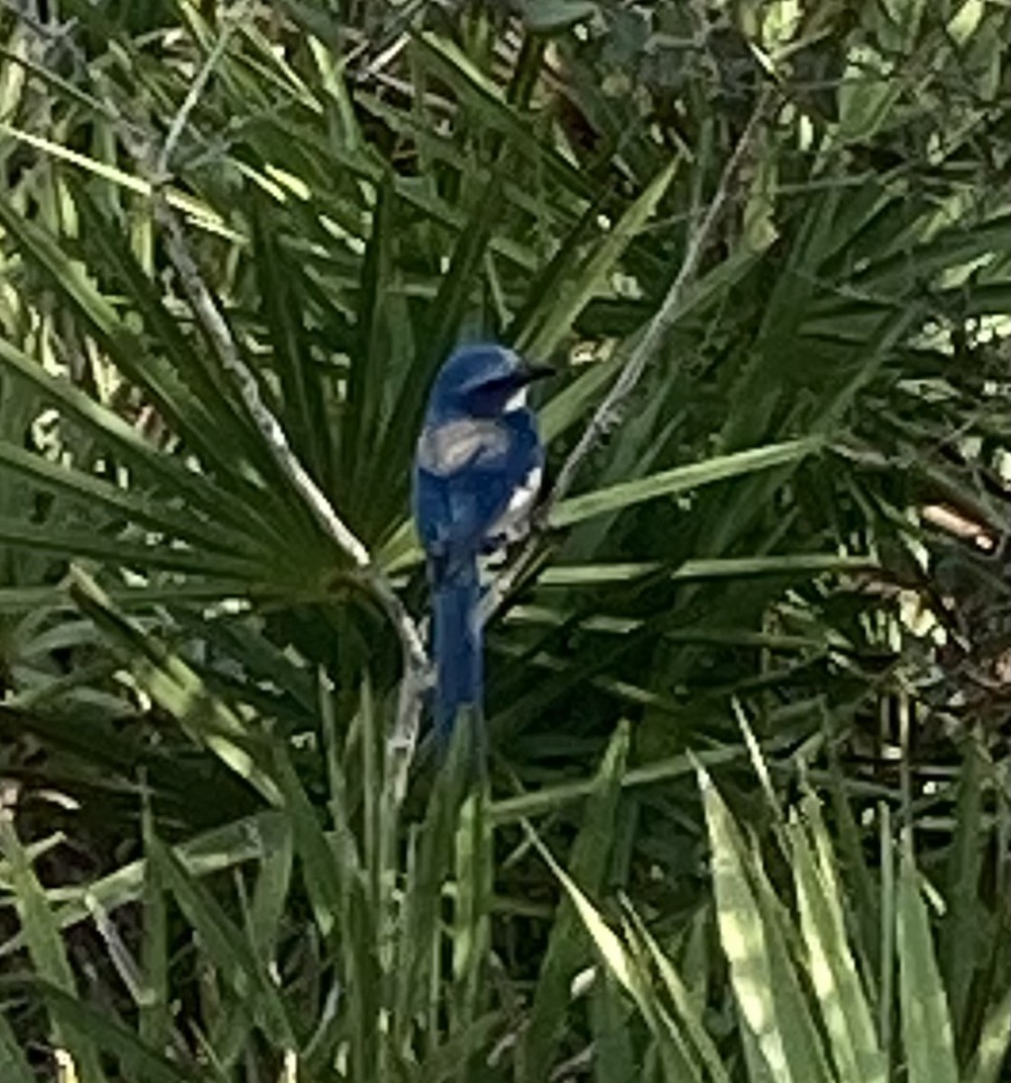 Florida Scrub-Jay - ML296770451