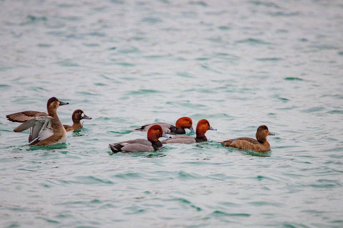 Redhead - Rob  Sielaff