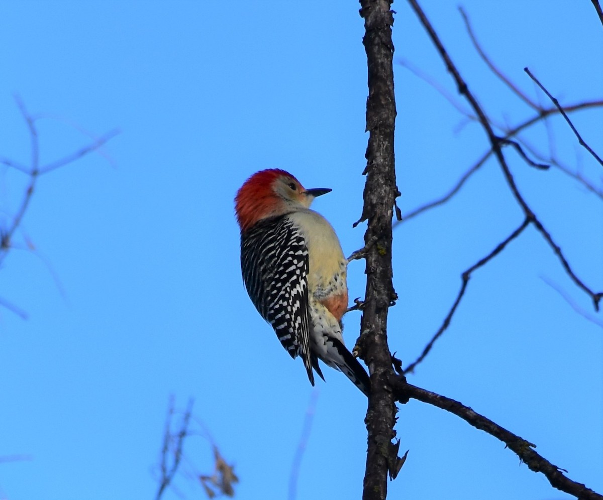 Red-bellied Woodpecker - Andy Courcelles