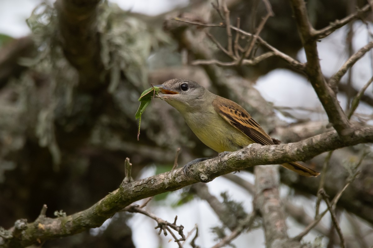 White-winged Becard - Pablo Re