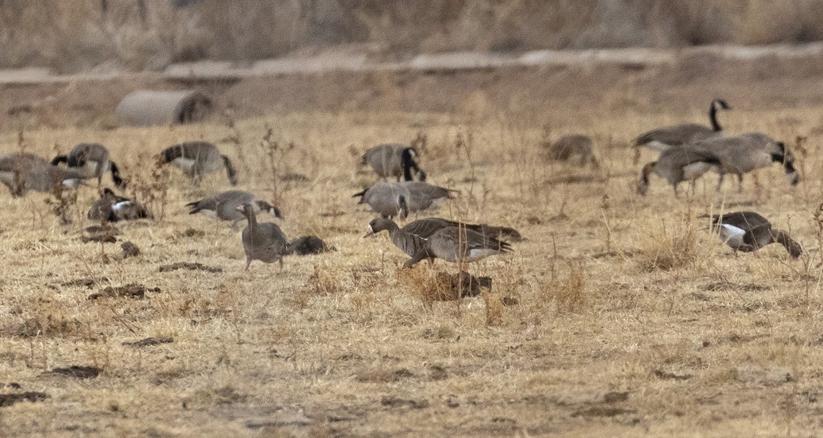 Greater White-fronted Goose - ML296774381