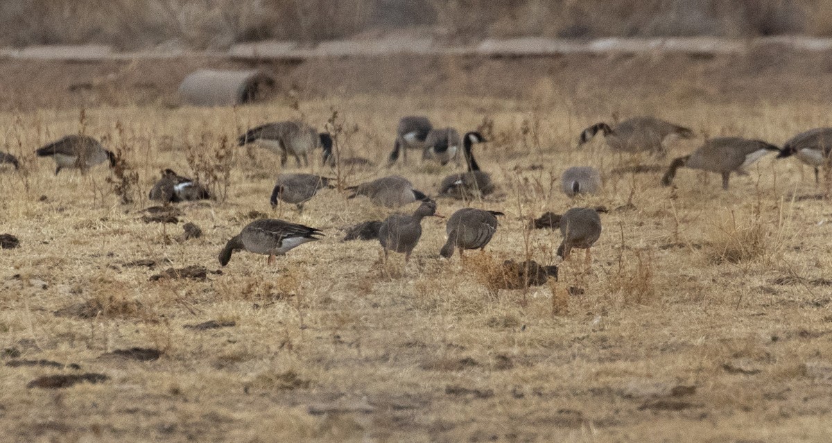 Greater White-fronted Goose - ML296774391