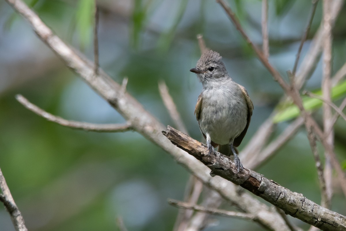 Southern Beardless-Tyrannulet - ML296775291