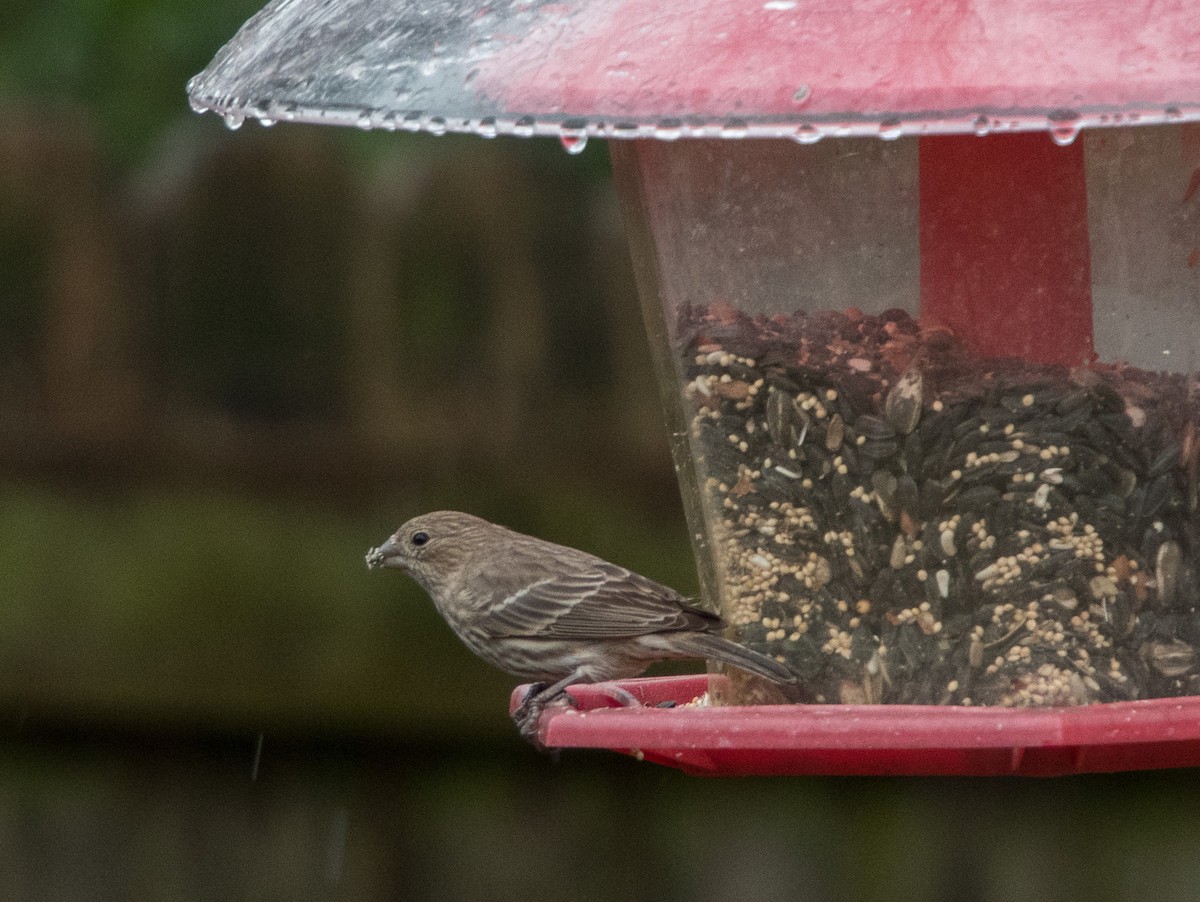 House Finch - LG Pr