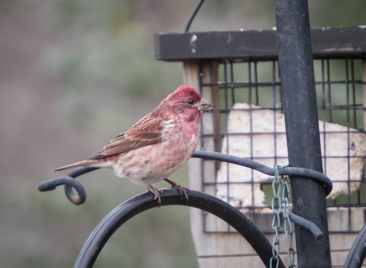 Purple Finch - ML296775461