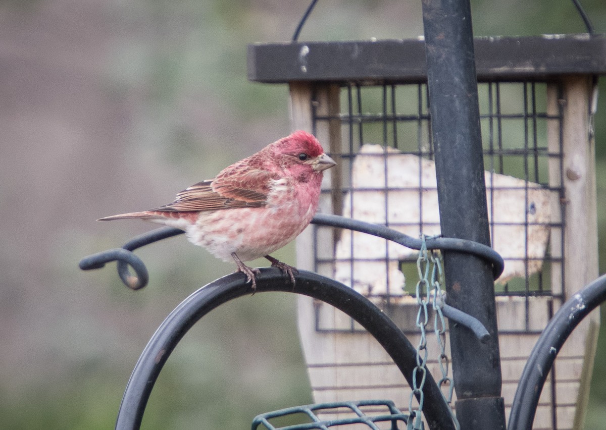 Purple Finch - ML296775591