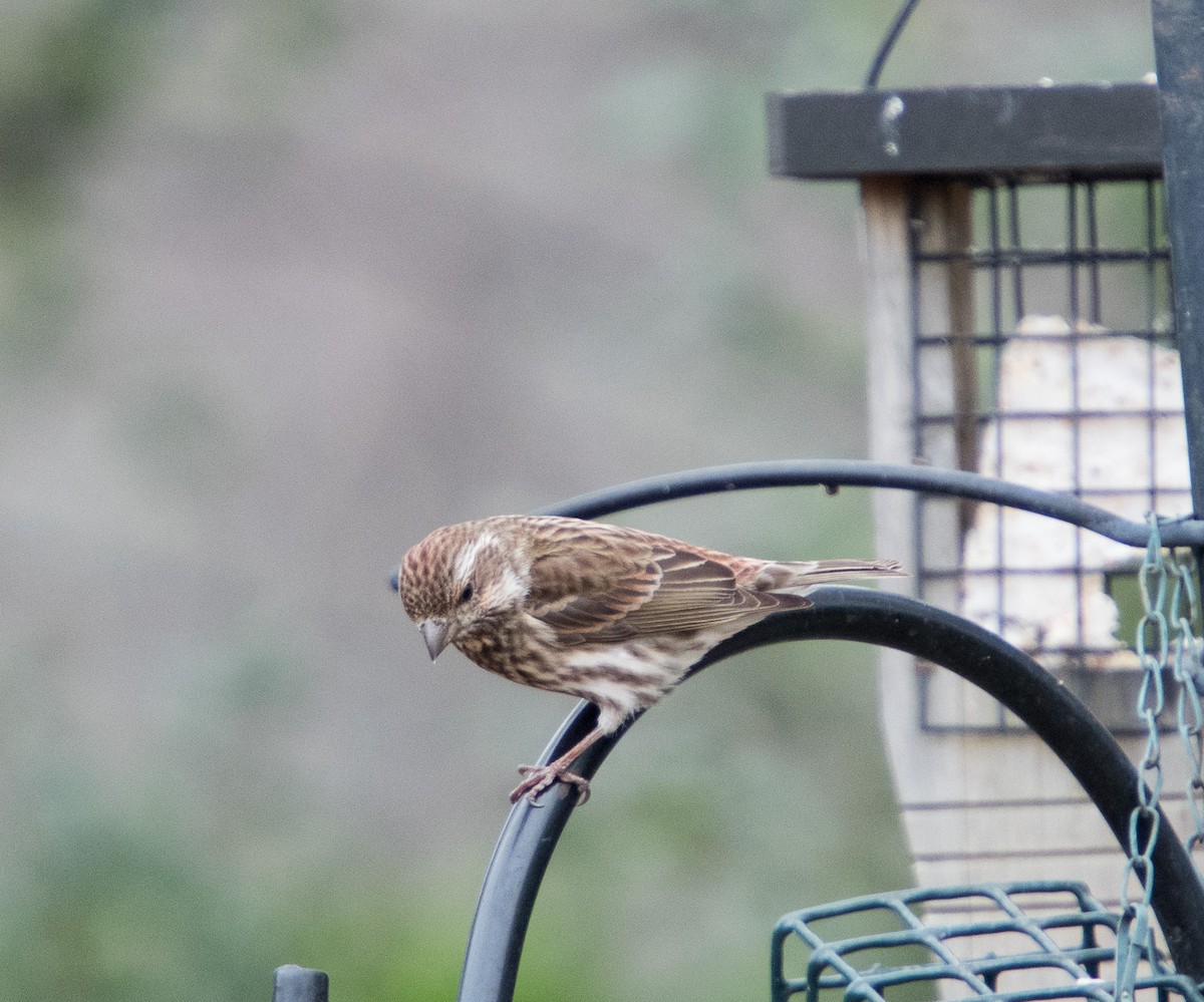 Purple Finch - ML296775661