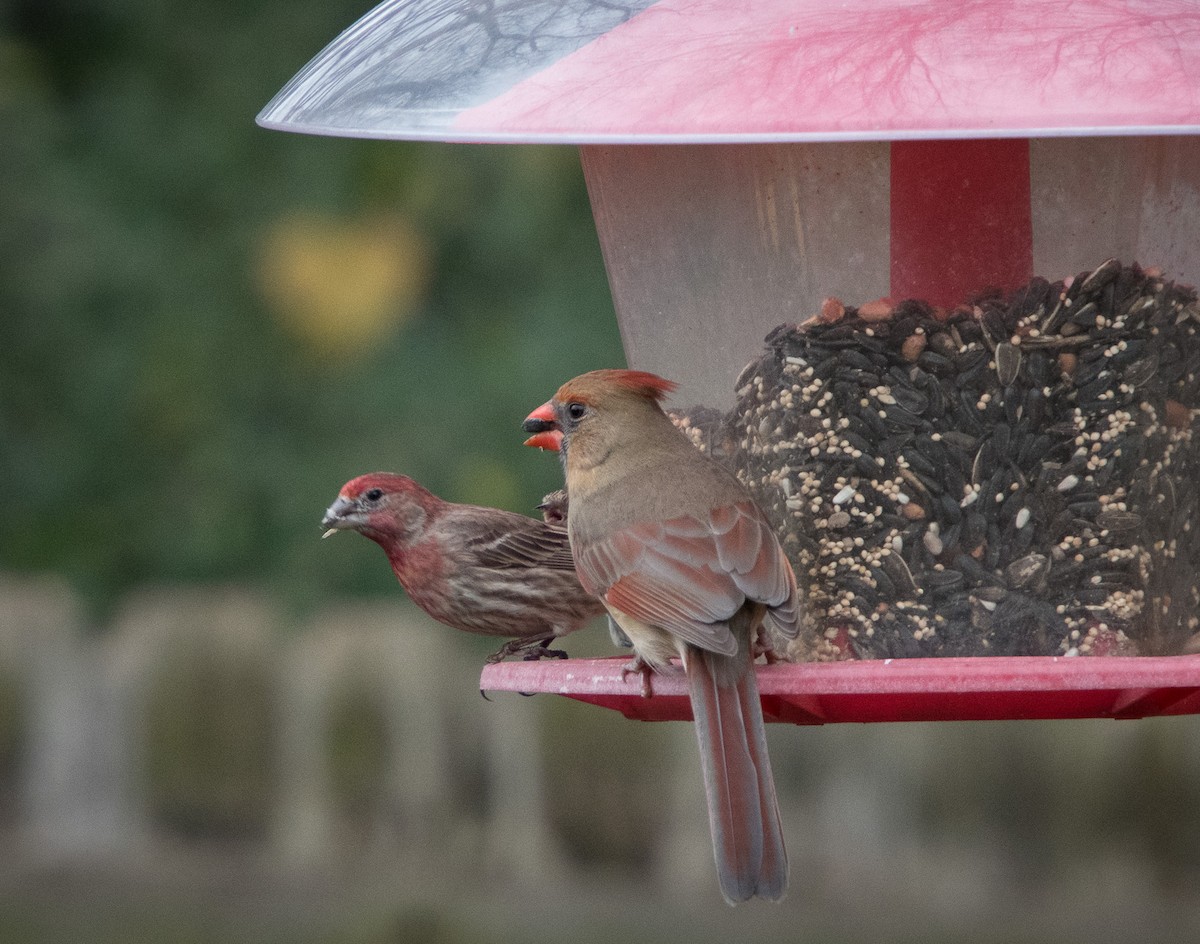 Northern Cardinal - ML296776191