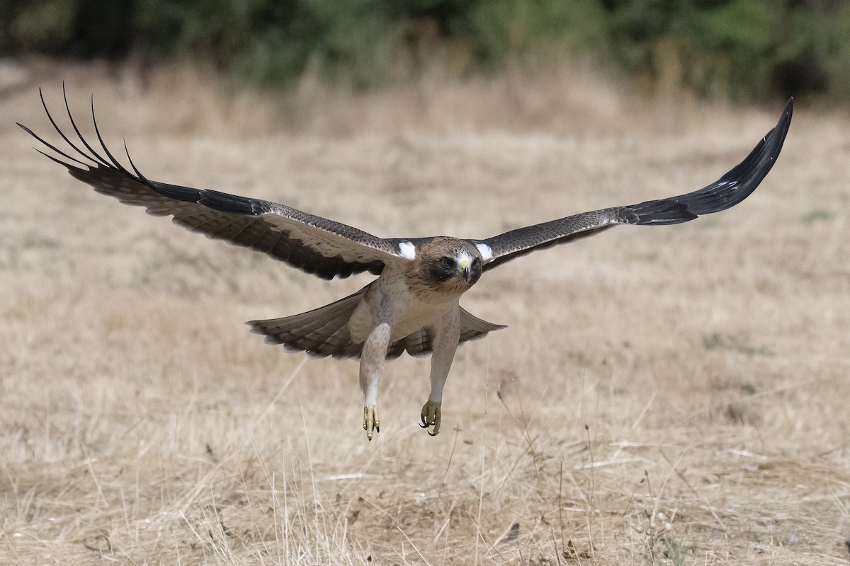 Booted Eagle - Miguel Rouco