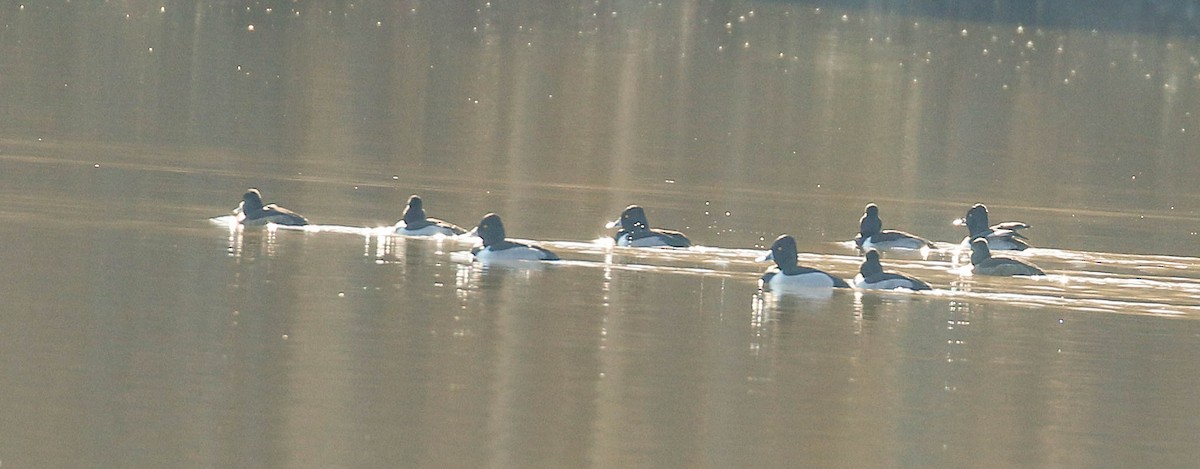 Ring-necked Duck - ML296778311