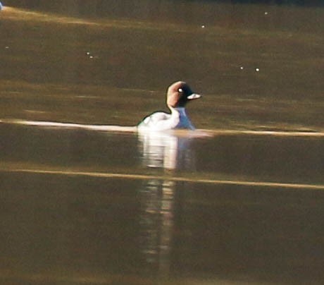 Common Goldeneye - ML296778381