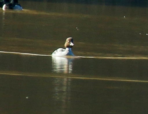 Common Goldeneye - ML296778391