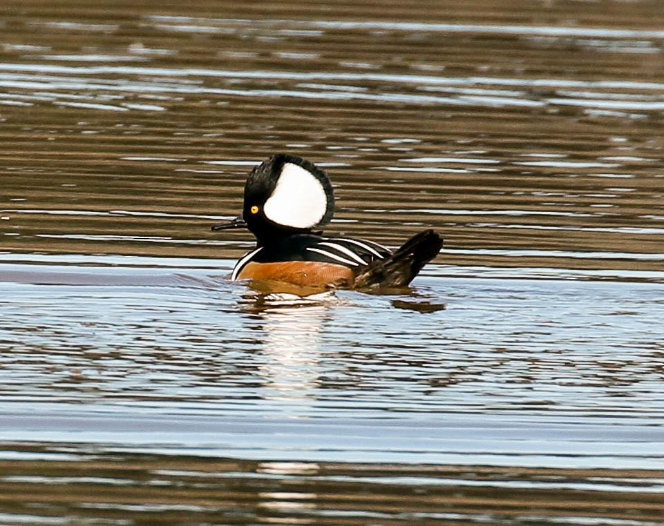 Hooded Merganser - ML296778481