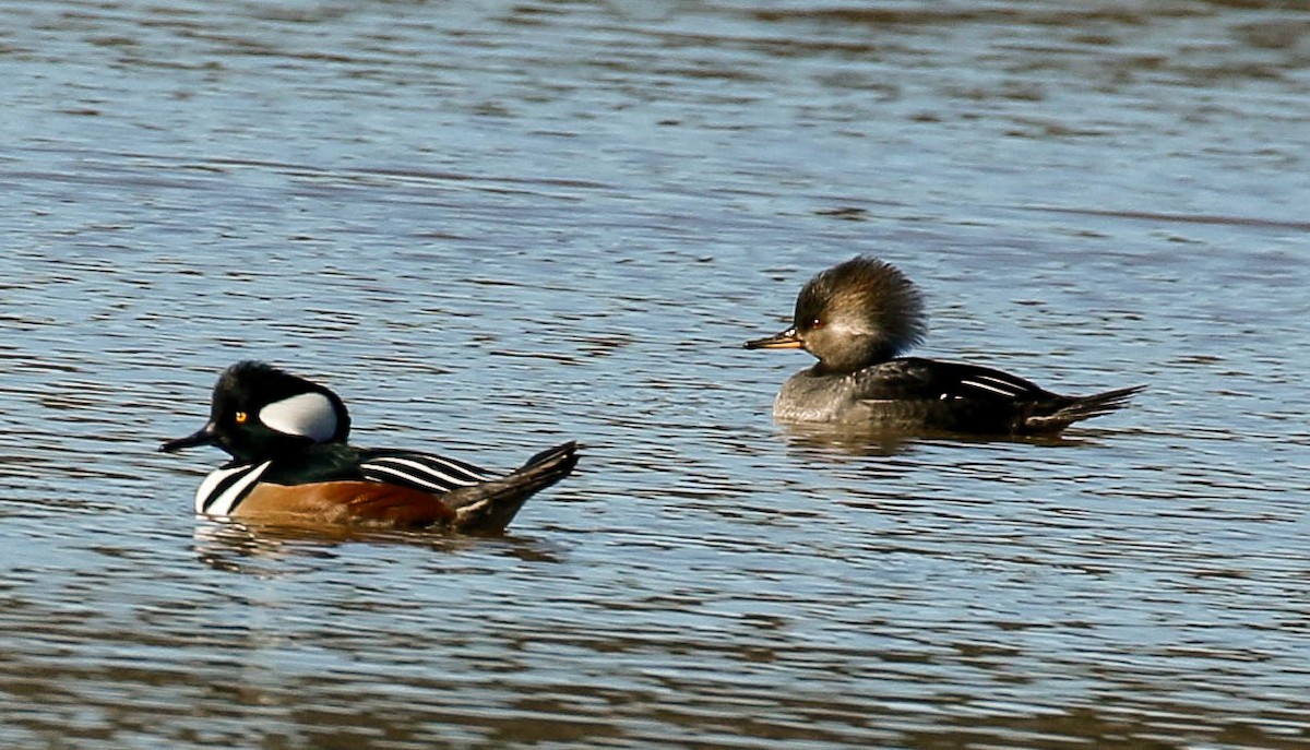 Hooded Merganser - ML296778501