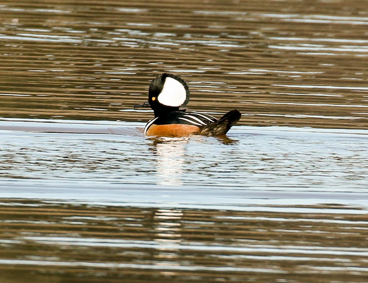 Hooded Merganser - ML296778511