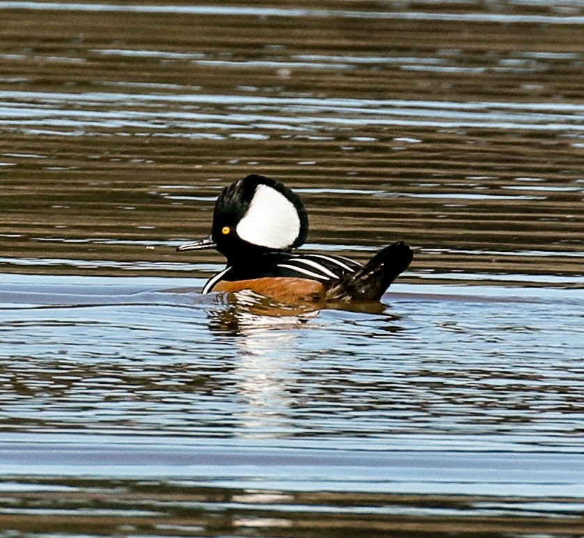 Hooded Merganser - ML296778521