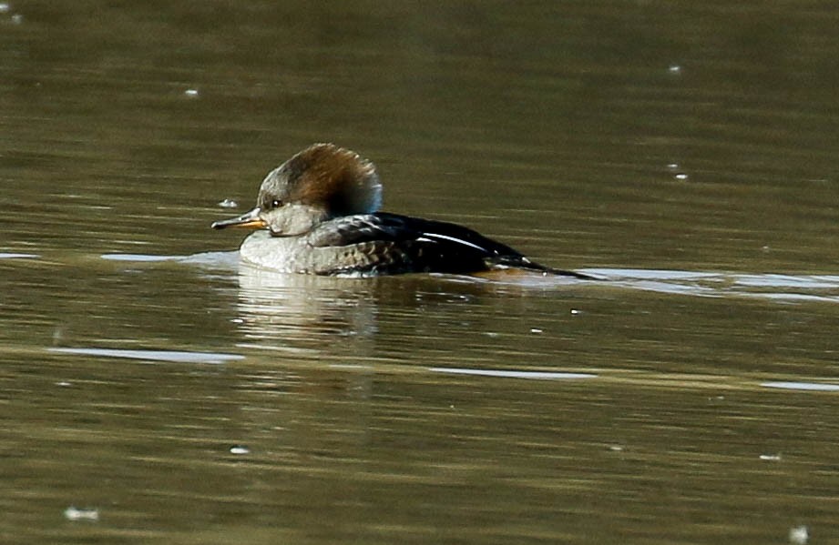 Hooded Merganser - ML296778531