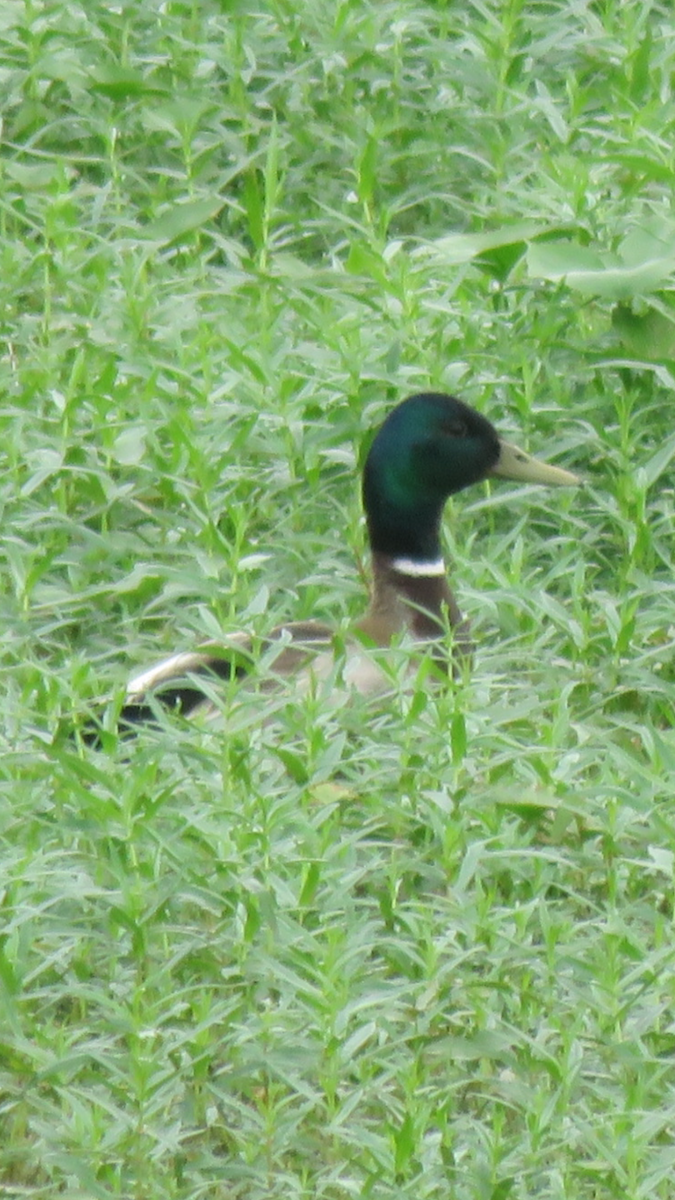 Mallard - Laura Wilson