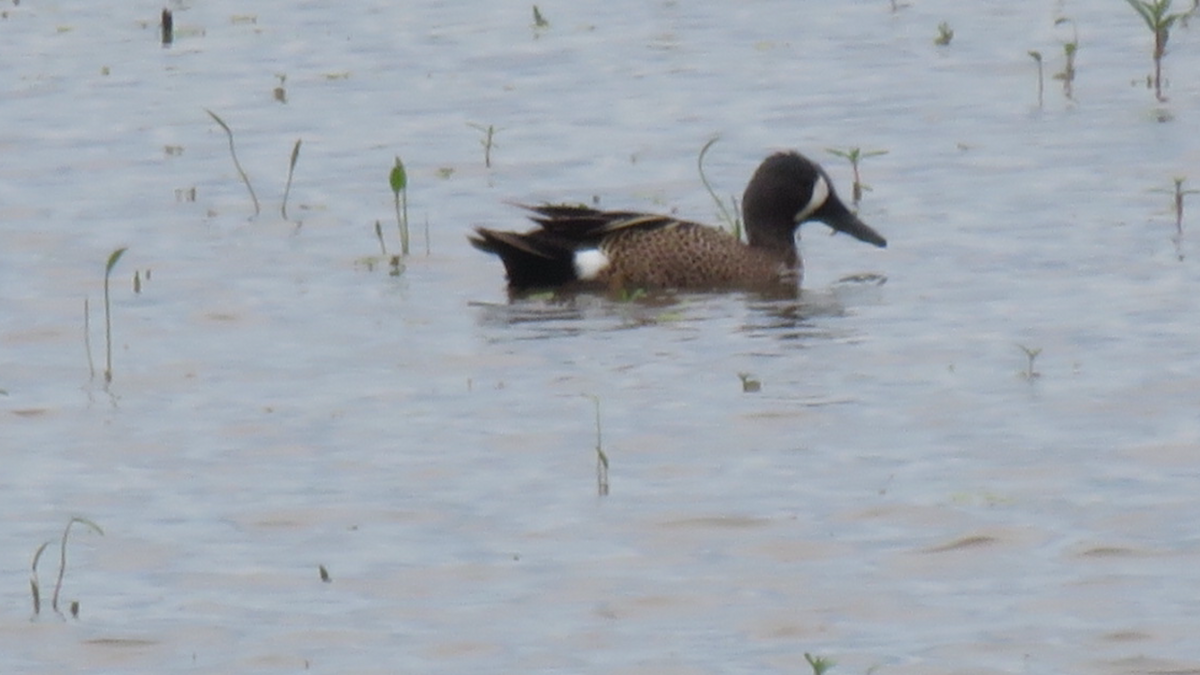 Blue-winged Teal - ML29677911
