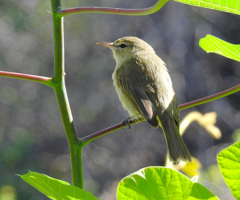 Noronha Vireo - ML296781981
