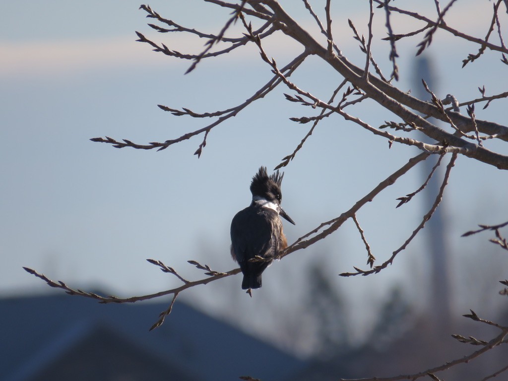 Belted Kingfisher - ML296782121