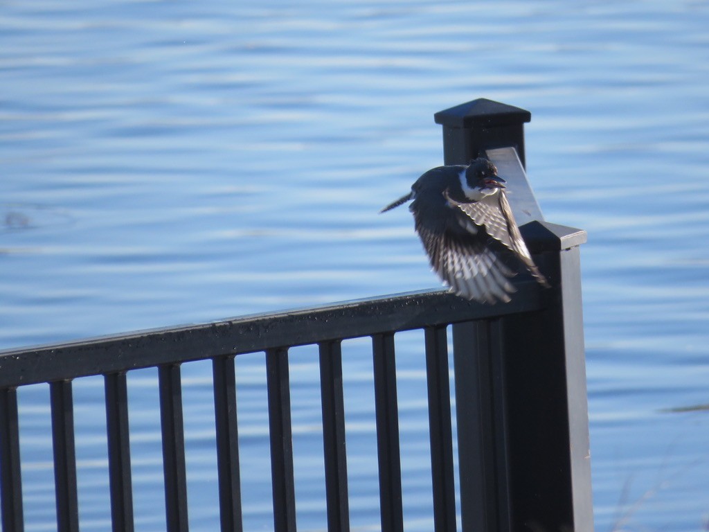 Belted Kingfisher - ML296782131