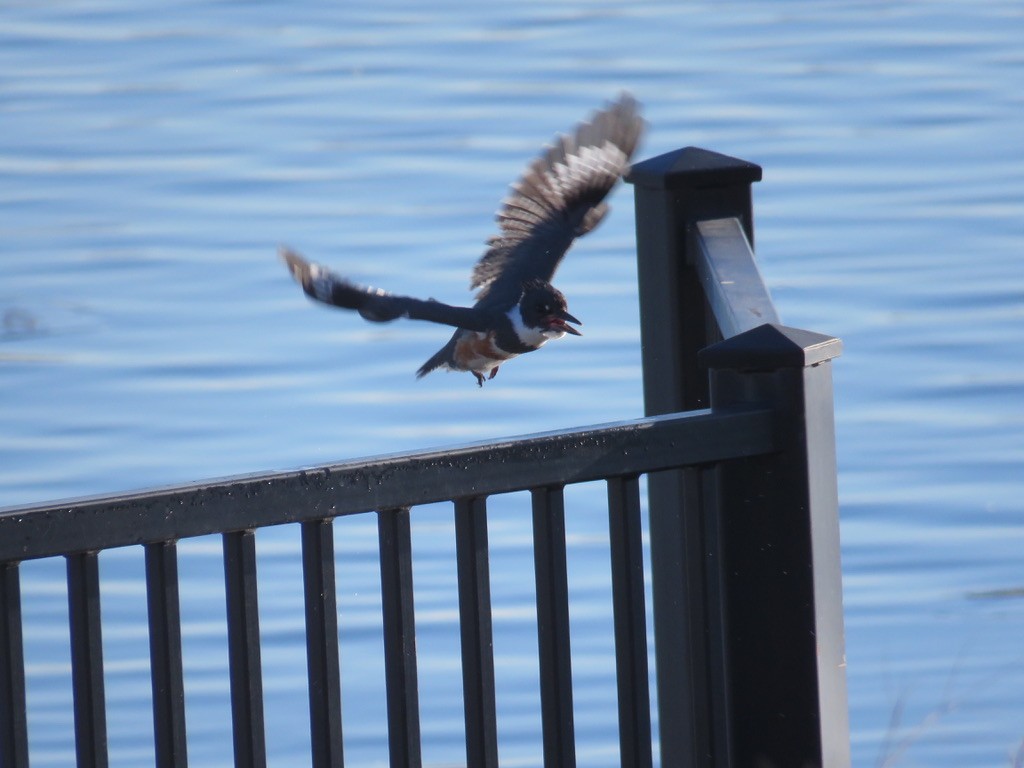 Belted Kingfisher - ML296782141