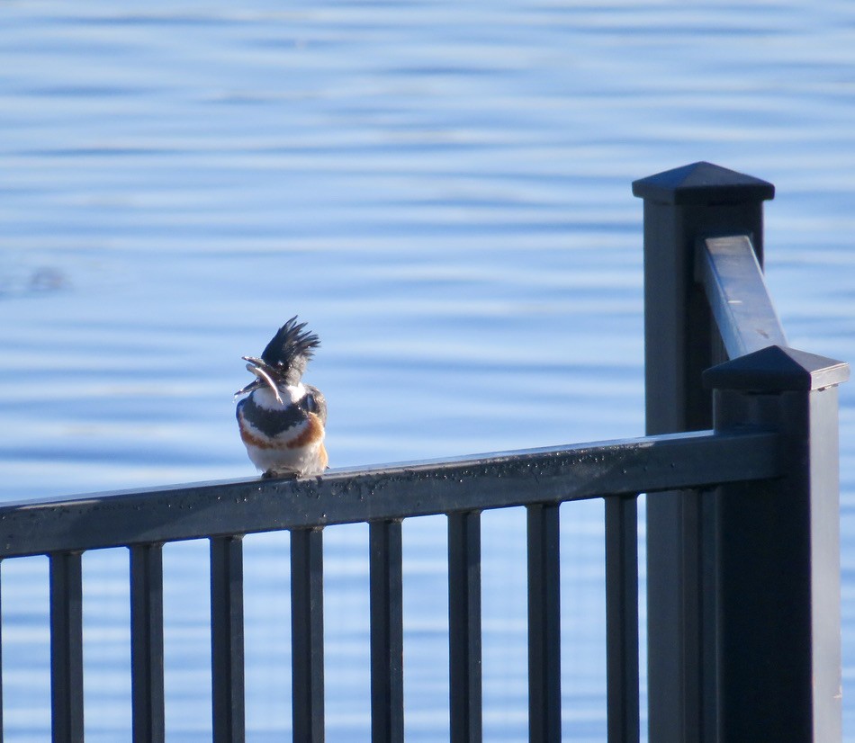 Belted Kingfisher - ML296782151