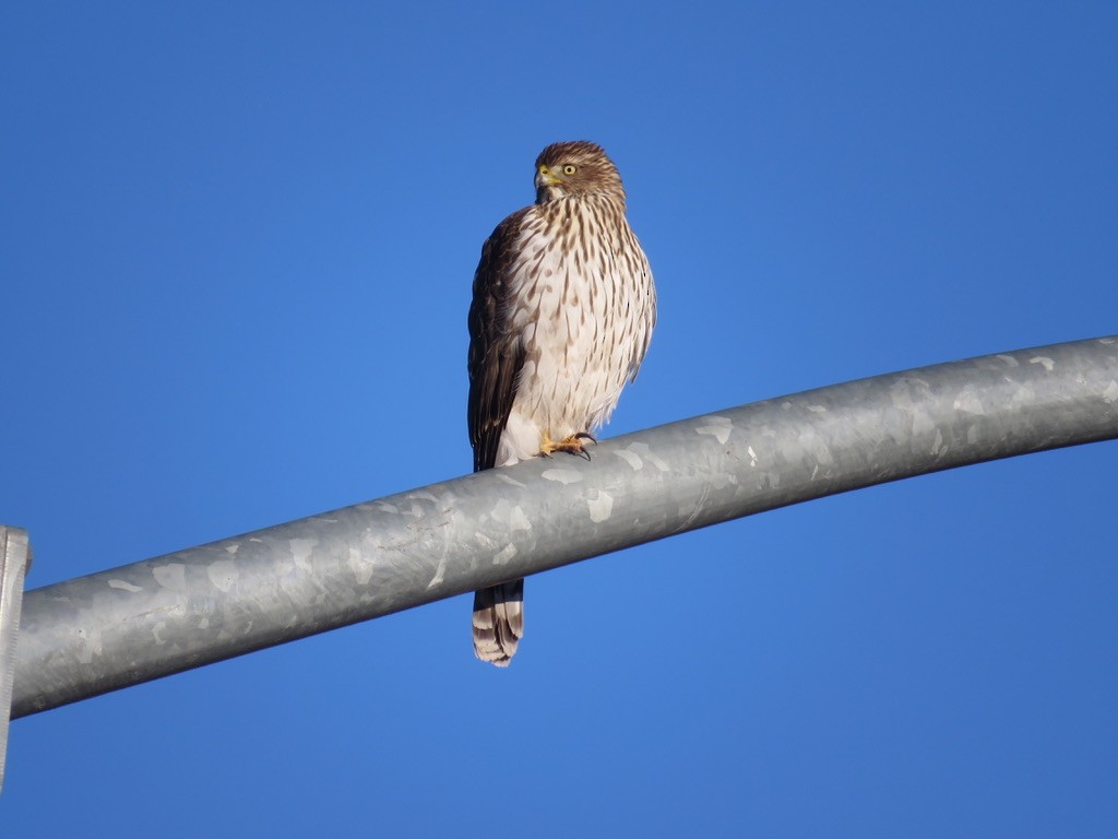 Cooper's Hawk - ML296782261