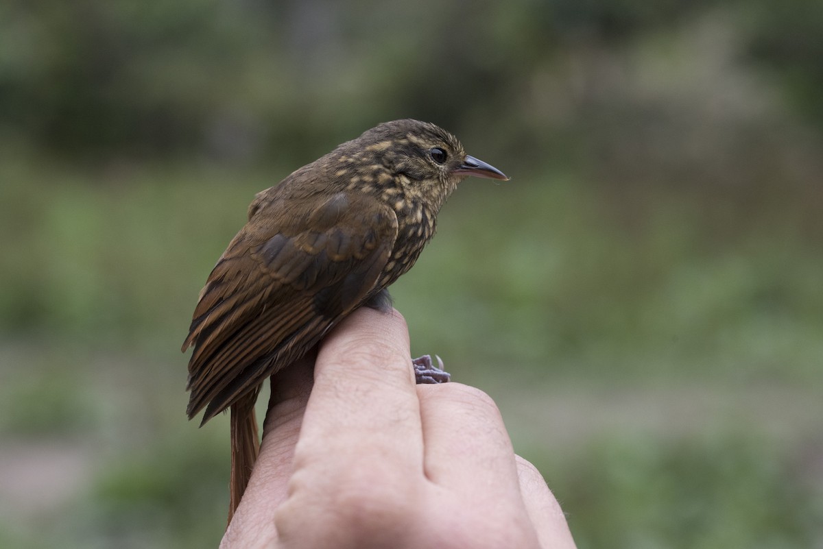 Rusty-winged Barbtail - ML296782421