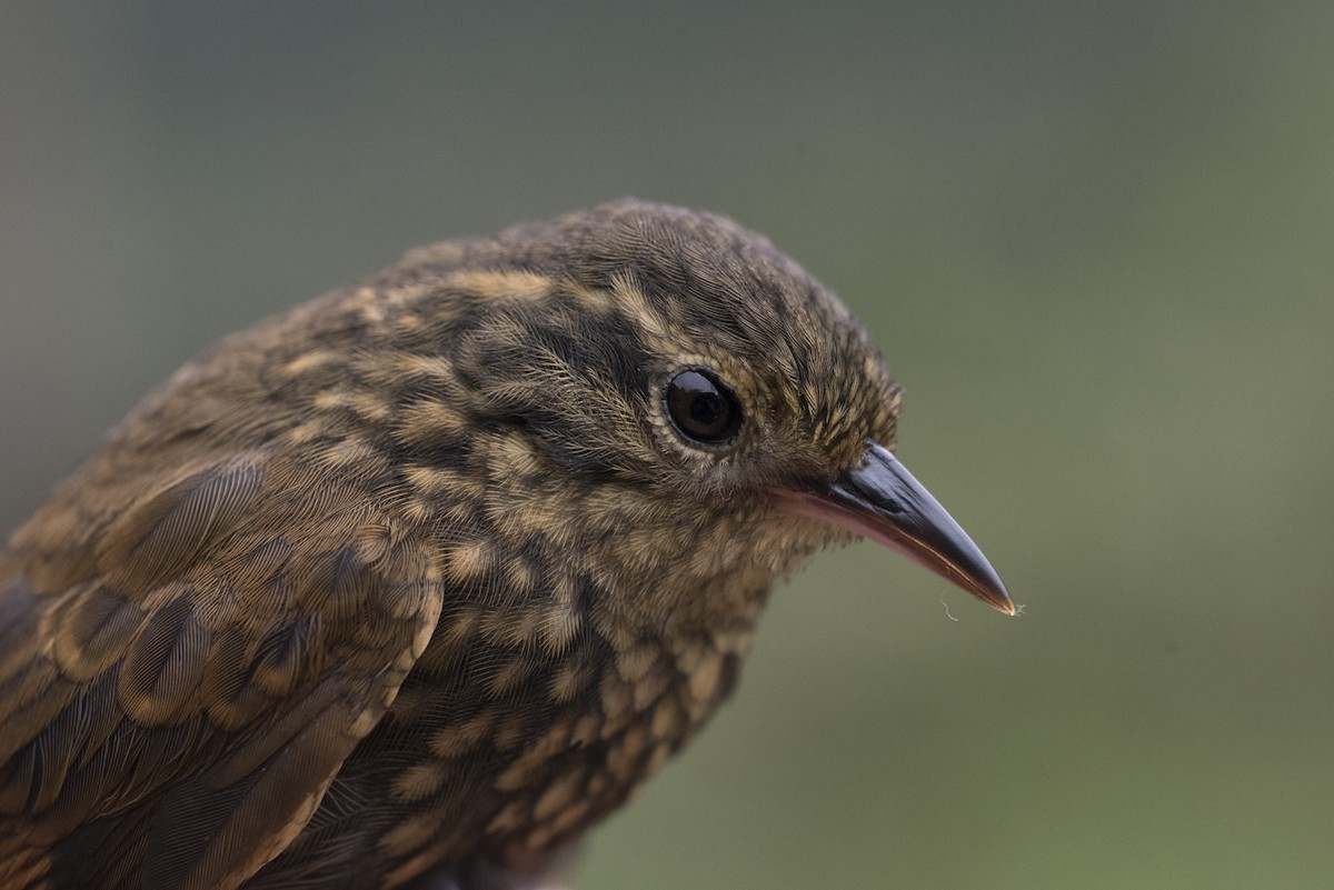 Rusty-winged Barbtail - ML296782431