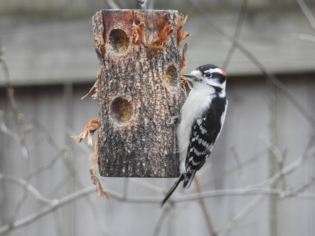 Downy Woodpecker - ML296782581