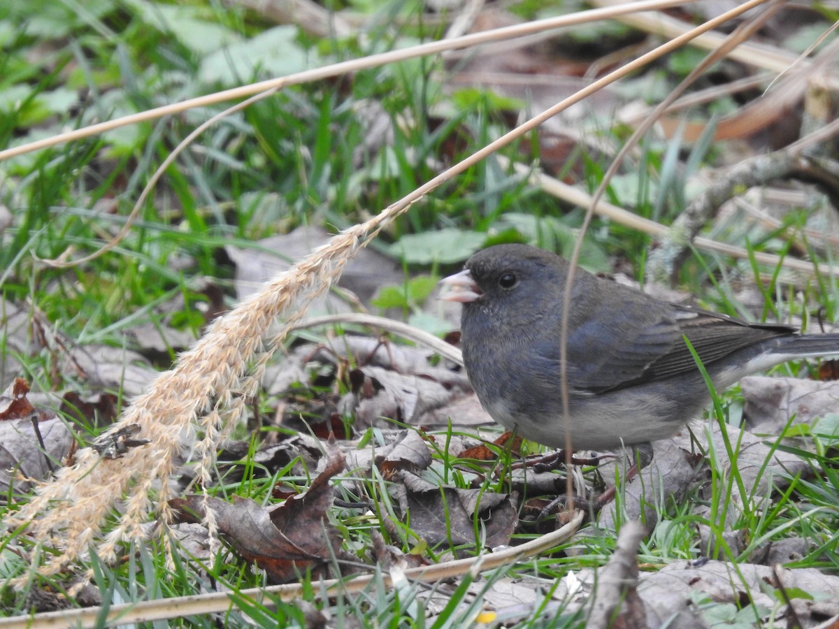 Dark-eyed Junco - ML296782891