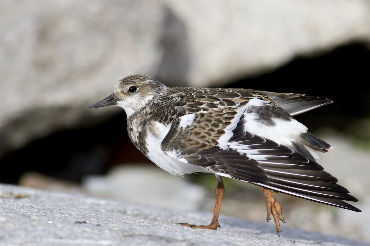 Ruddy Turnstone - ML296782941