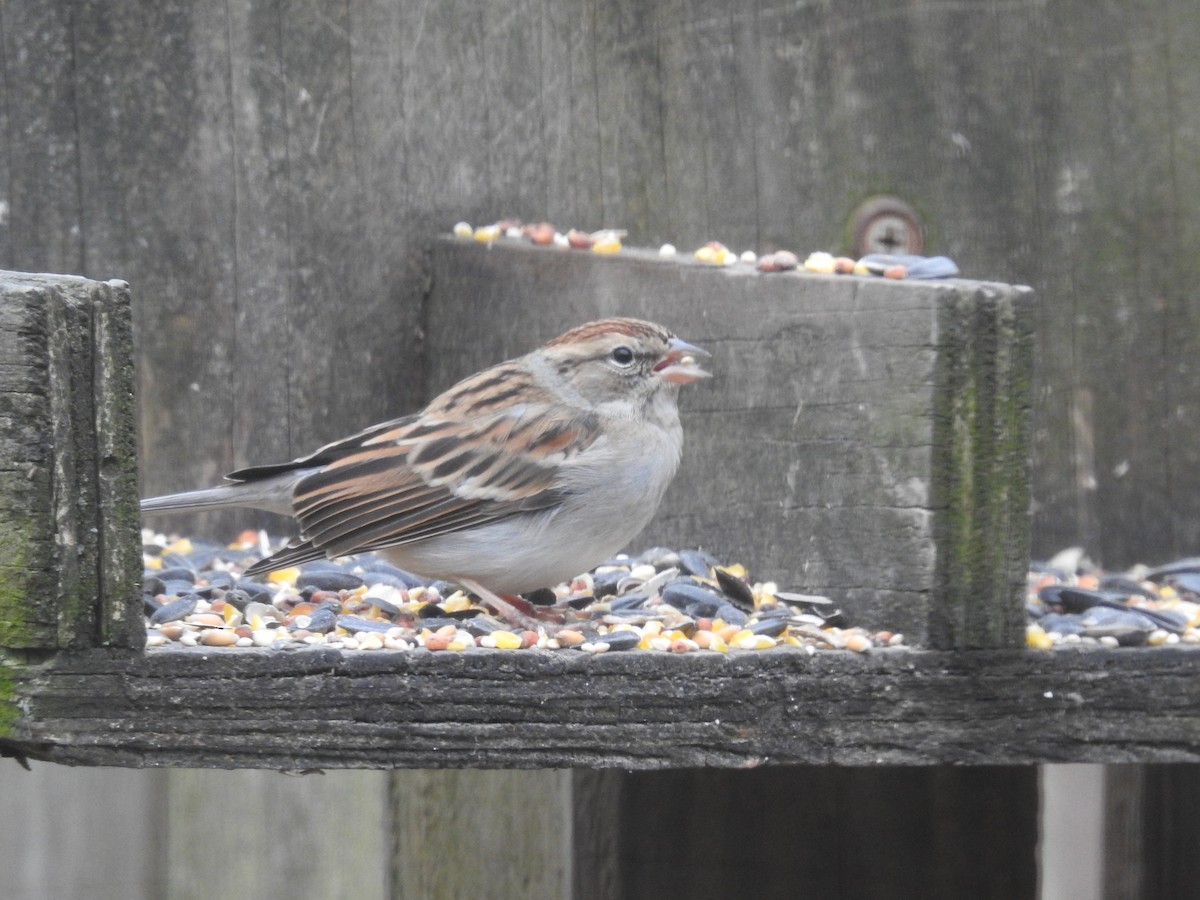 Chipping Sparrow - ML296783151