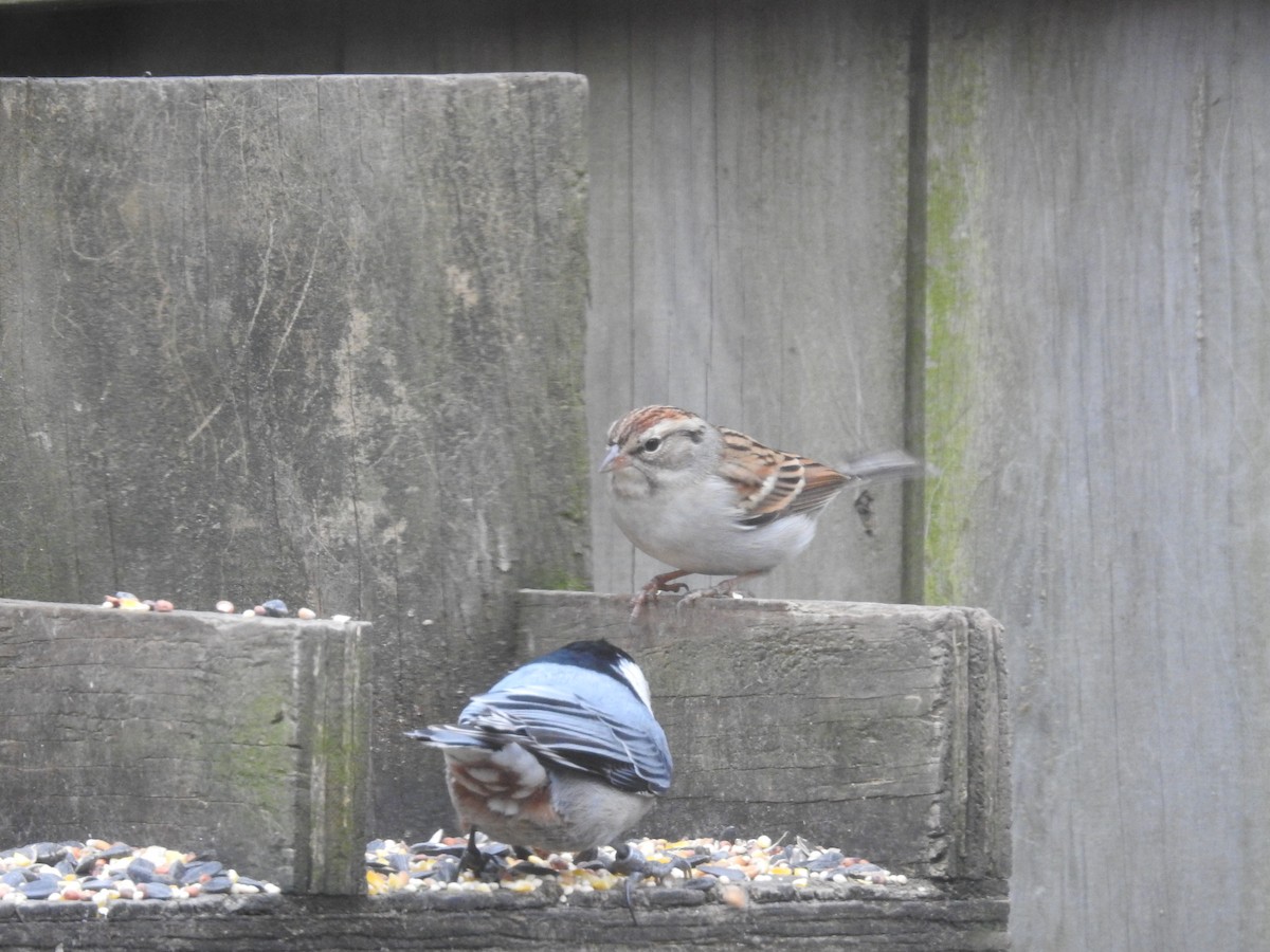 Chipping Sparrow - Adam Zorn