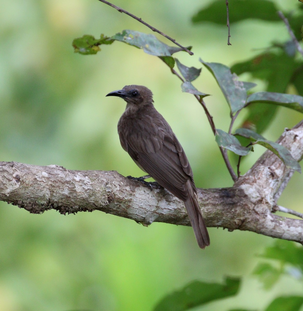 Meyer's Friarbird - Andy Taylor