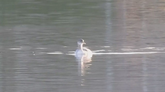 Red-necked Grebe - ML296783551