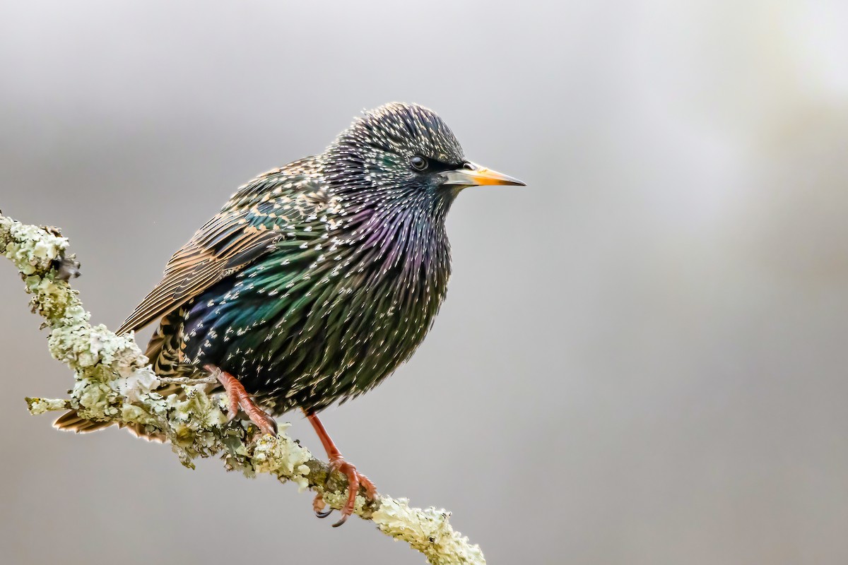 European Starling - ML296783641