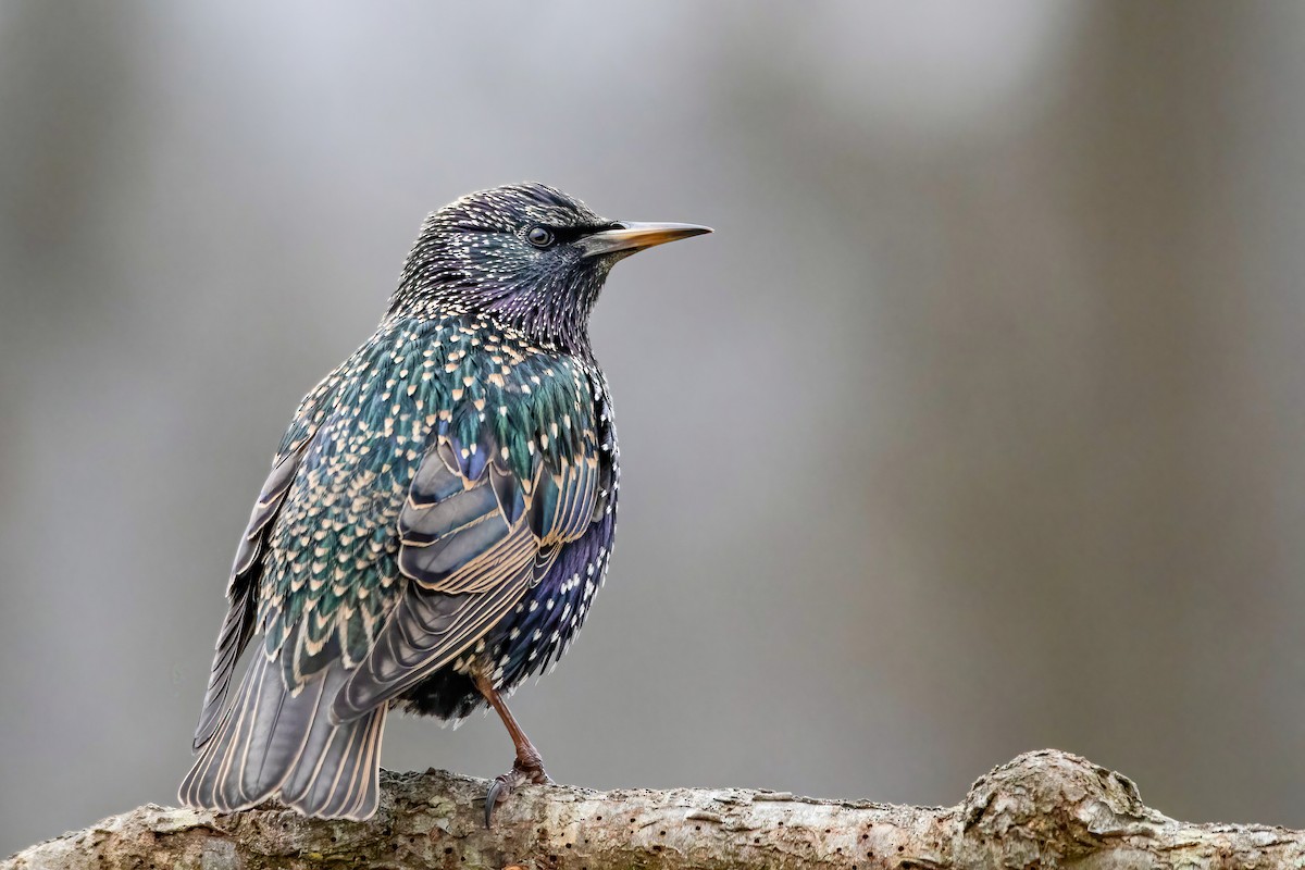 European Starling - ML296783651