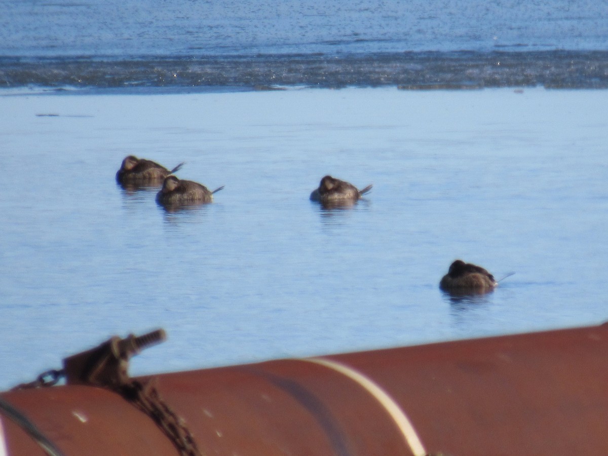 Ruddy Duck - ML296784101