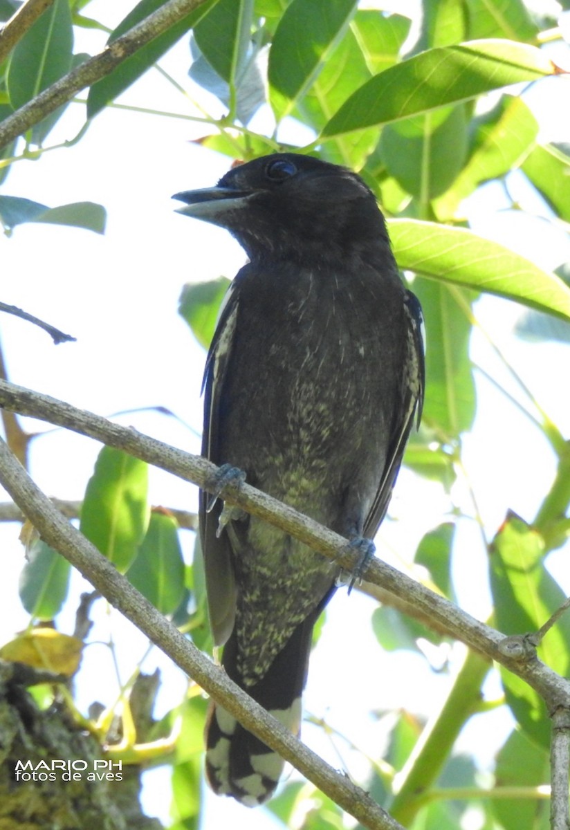 White-winged Becard - Mario Casadei