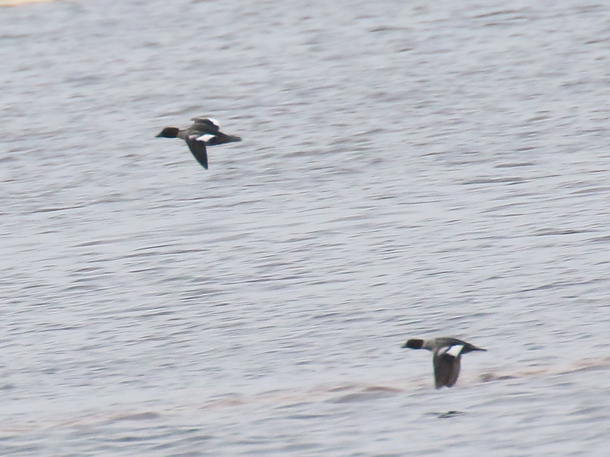 Common Goldeneye - ML296786561